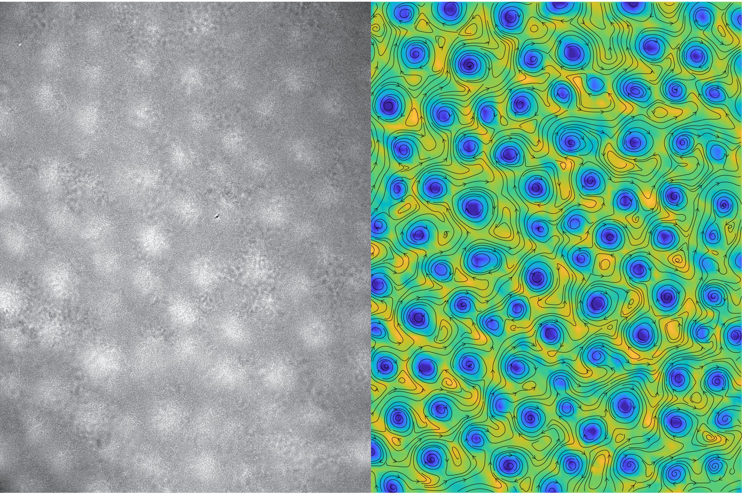 phase contrast