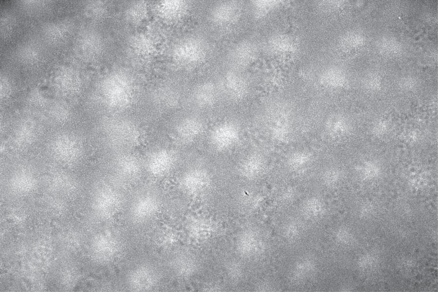 Vortex lattice in dense bacteria suspensions